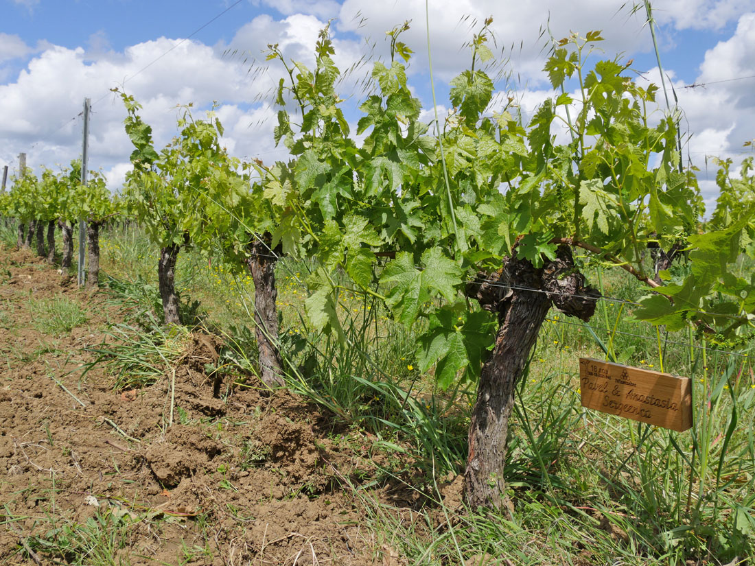 Виноградник на урожай